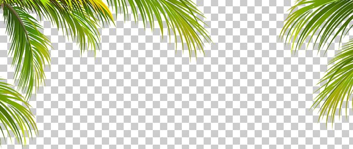 Leaf Coconut Arecaceae Tree PNG, Clipart, Arecales, Beach, Border, Border Frame, Border Texture Free PNG Download