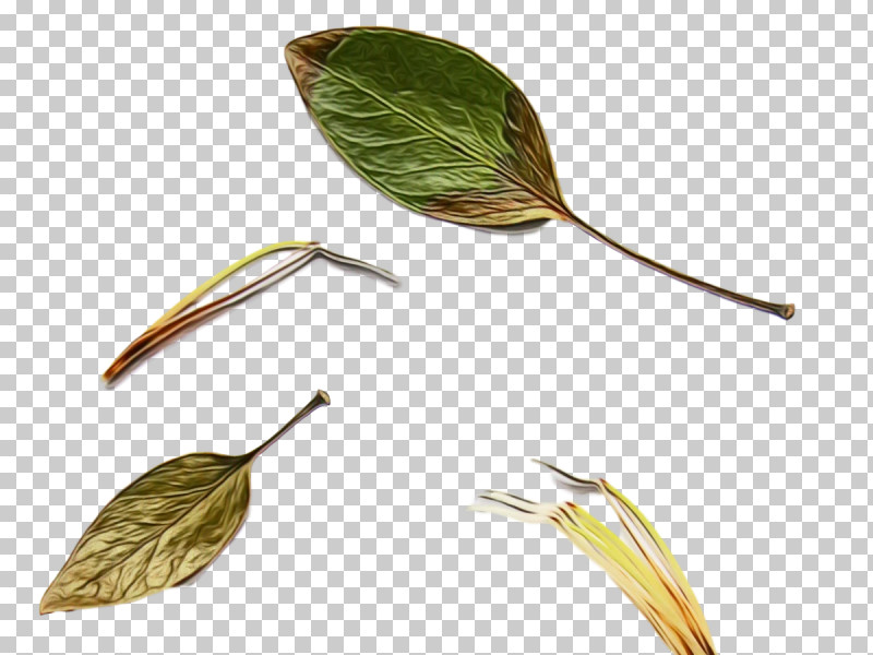 Leaf Plant Stem Plants Science Plant Structure PNG, Clipart, Biology, Leaf, Paint, Plants, Plant Stem Free PNG Download