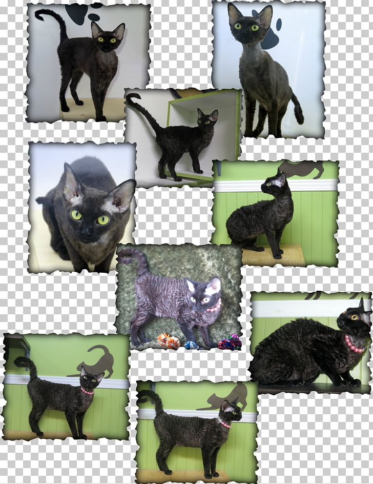 Devon Rex Cornish Rex Rex Rabbit Highlander Cat PNG, Clipart, Breed, Breed Group Dog, Carnivoran, Cat, Cat Like Mammal Free PNG Download