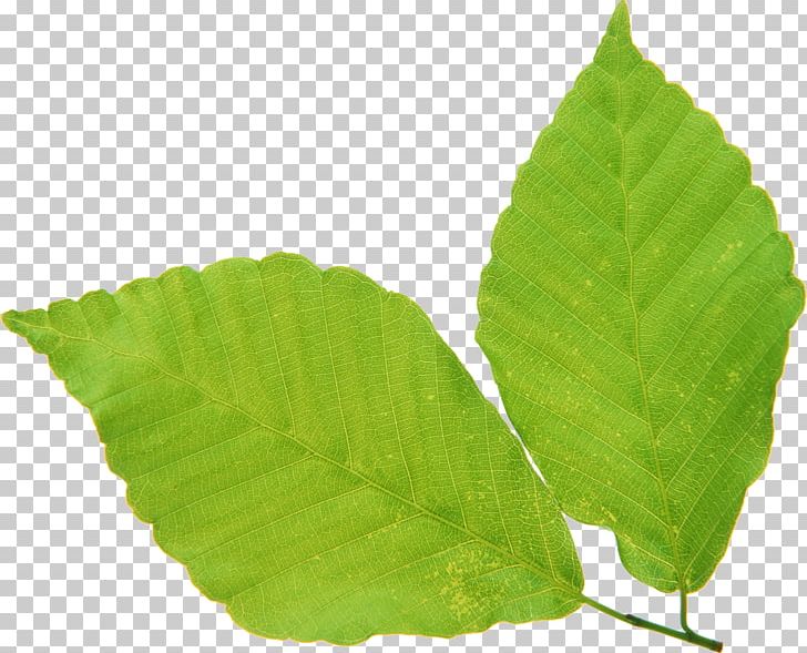 Leaf Green Vascular Bundle PNG, Clipart, Color, Color Model, Encapsulated Postscript, Green, Information Free PNG Download