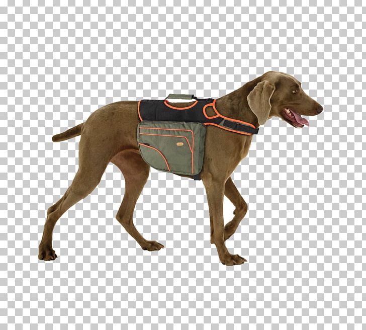 weimaraner backpack