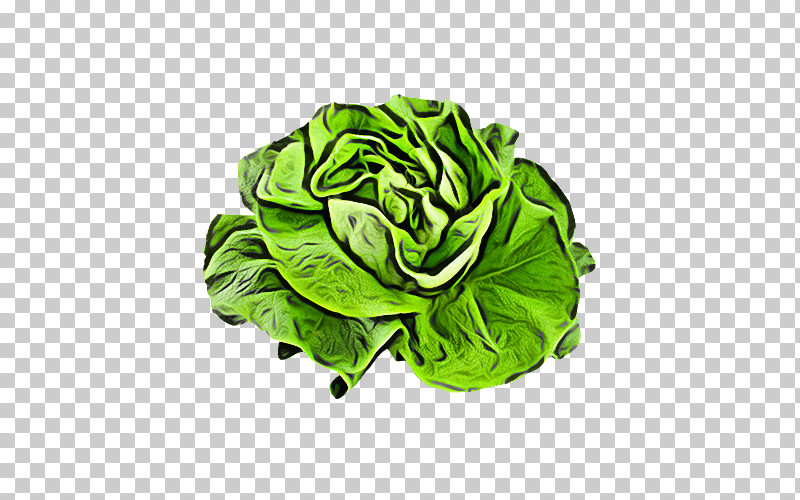Green Leaf Cabbage Leaf Vegetable Lettuce PNG, Clipart, Cabbage, Flower, Green, Leaf, Leaf Vegetable Free PNG Download