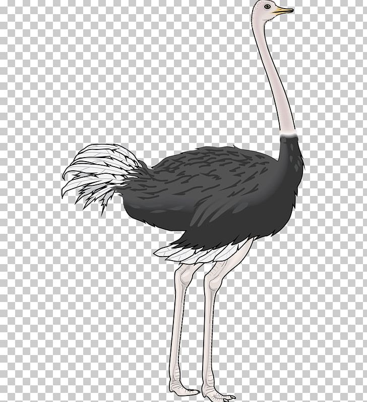 Common Ostrich Bird Drawing PNG, Clipart, Animal, Animals, Beak, Black And White, Ciconiiformes Free PNG Download