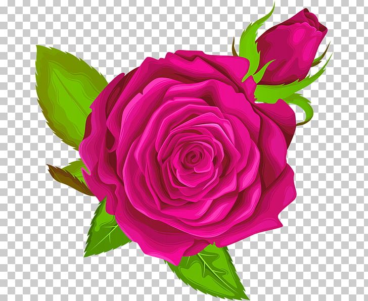 Garden Roses Floribunda Cabbage Rose PNG, Clipart, Annual Plant, Art, Cut Flowers, Decorative, Floral Design Free PNG Download
