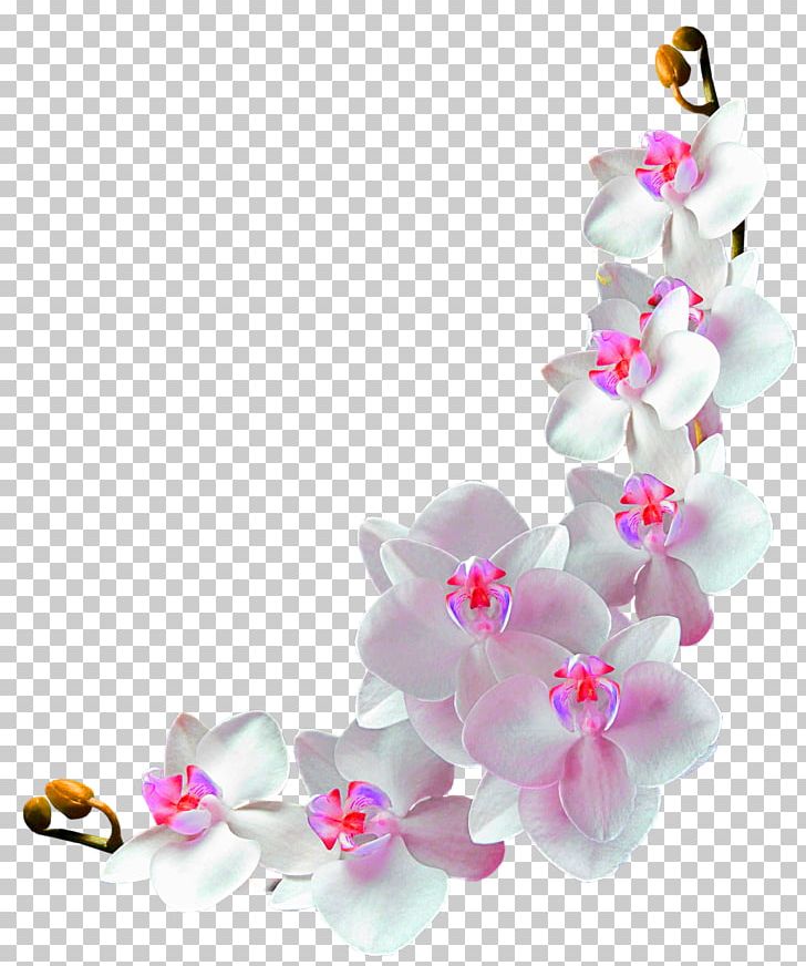 Orchids Film Frame Photography PNG, Clipart, Artificial Flower, Blossom, Body Jewelry, Community, Cut Flowers Free PNG Download