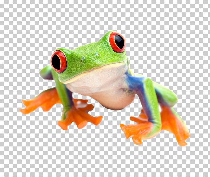 Red-eyed Tree Frog Edible Frog Stock Photography PNG, Clipart, Agalychnis, Amphibian, Animal, Animal Zoo, Australian Green Tree Frog Free PNG Download