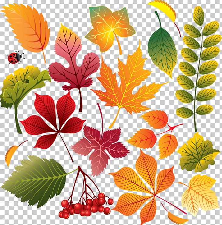 Autumn Leaf Color Autumn Leaf Color Maple Leaf PNG, Clipart, Autumn, Autumn Leaf Color, Branch, Cdr, Chrysanths Free PNG Download