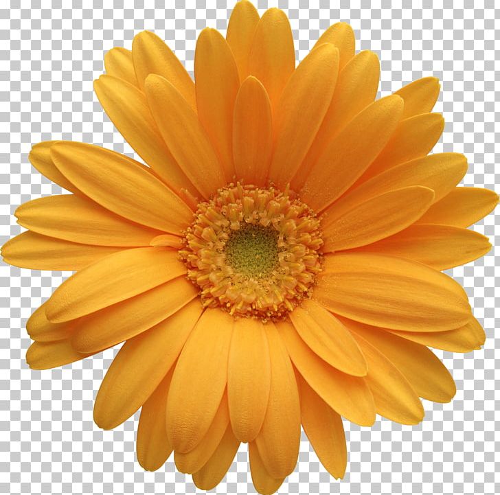 Flower Common Daisy Orange PNG, Clipart, Calendula, Chrysanths, Color, Common Daisy, Cut Flowers Free PNG Download