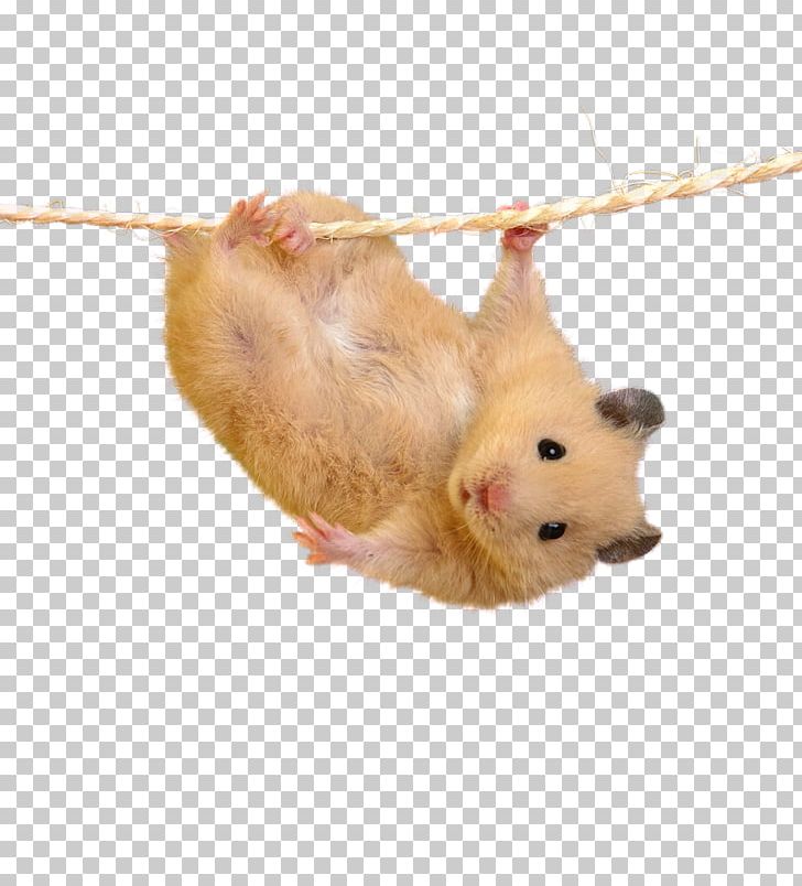 Hamster Mouse Cuteness PNG, Clipart, Animal, Animals, Computer Icons, Cuteness, Download Free PNG Download