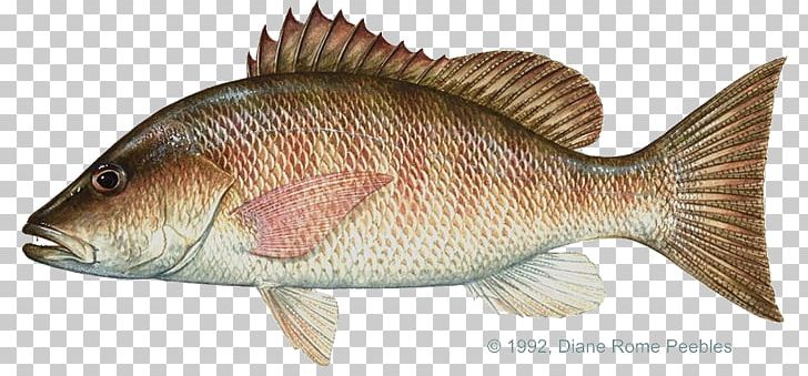 Mangrove Snapper Northern Red Snapper International Game Fish Association Fishing PNG, Clipart, Barramundi, Bass, Biology, Bony Fish, Cod Free PNG Download