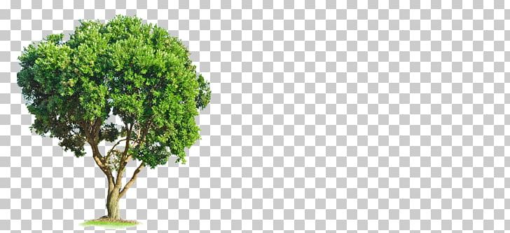 Tree Oak Nursery Photography PNG, Clipart, Angel Oak, Branch, Flowerpot, Garden, Grass Free PNG Download