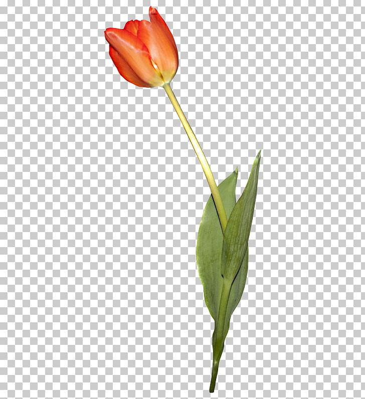 Tulip Still Life Photography Cut Flowers Plant Stem Bud PNG, Clipart, Bud, Cut Flowers, Flower, Flowering Plant, Flowers Free PNG Download