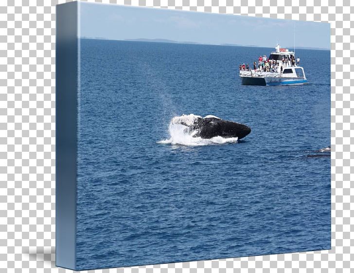 Water Transportation Whale Porpoise Marine Mammal Cetacea PNG, Clipart, Animal, Animals, Boat, Boating, Cetacea Free PNG Download