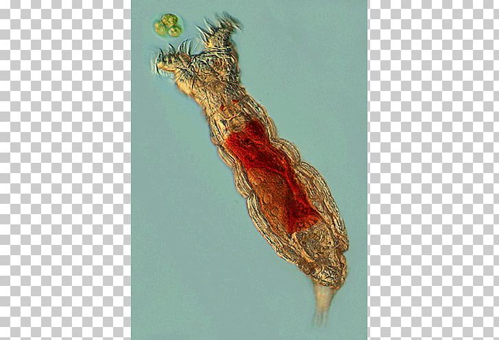 Animal Rotifers Fauna Systematics Fossil PNG, Clipart, Animal, Bio, Cavity, Description, Fauna Free PNG Download