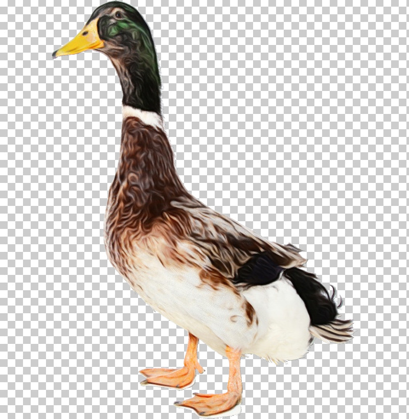 Bird Duck Beak Water Bird Ducks, Geese And Swans PNG, Clipart, American Black Duck, Beak, Bird, Duck, Ducks Geese And Swans Free PNG Download