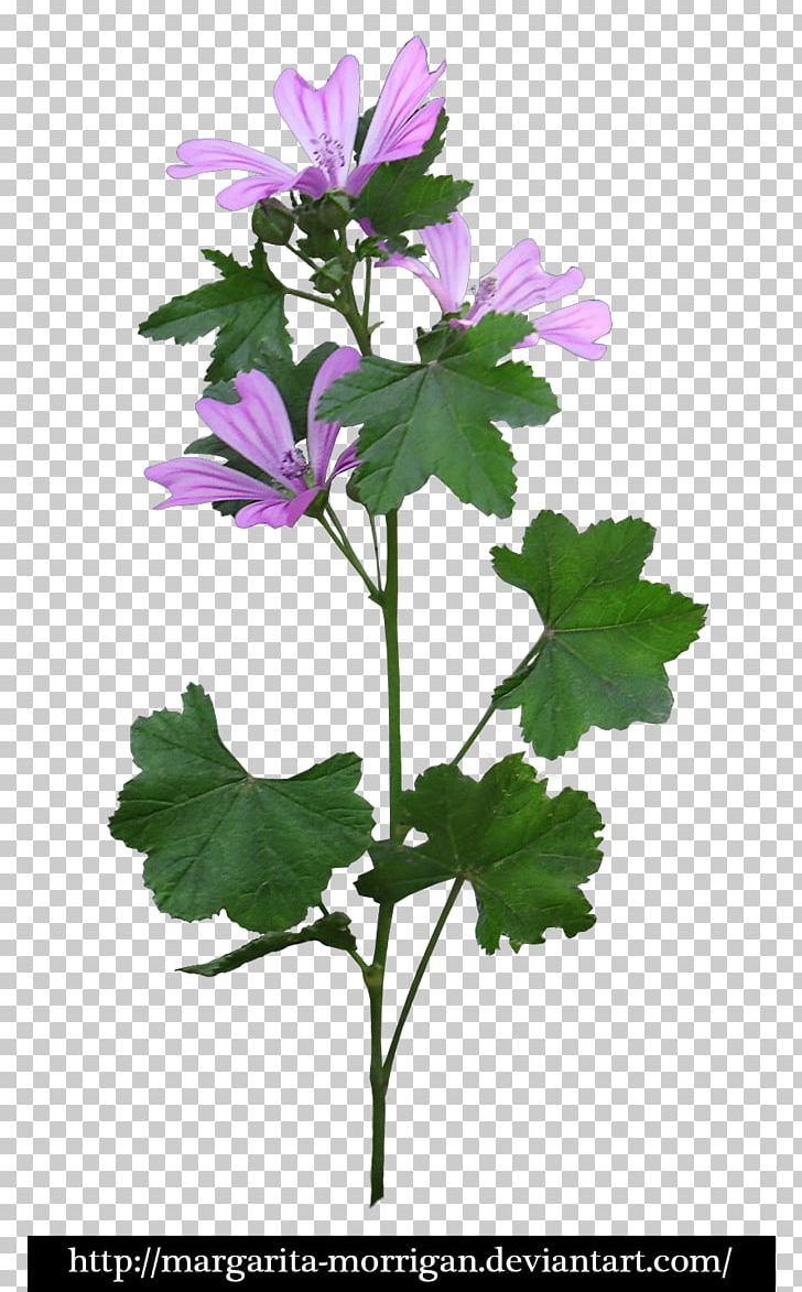 Margarita Flower Purple PNG, Clipart, Annual Plant, Computer Graphics, Deviantart, Download, Flower Free PNG Download