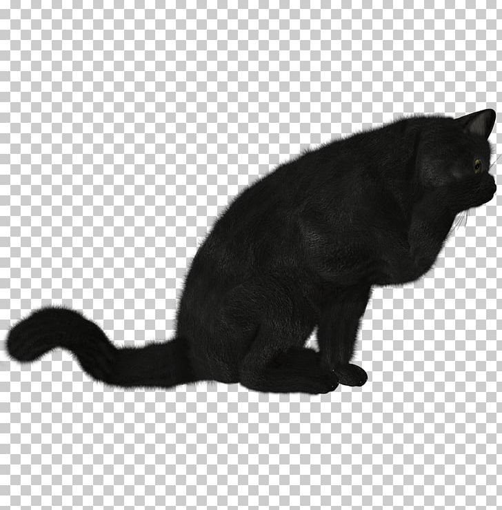 Cat Kitten PNG, Clipart, Animal, Animals, Black, Black And White, Black Cat Free PNG Download