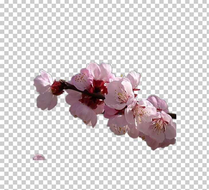 Flower Apricot PNG, Clipart, Apricot, Apricot Vector, Blossom, Branch, Cherry Blossom Free PNG Download