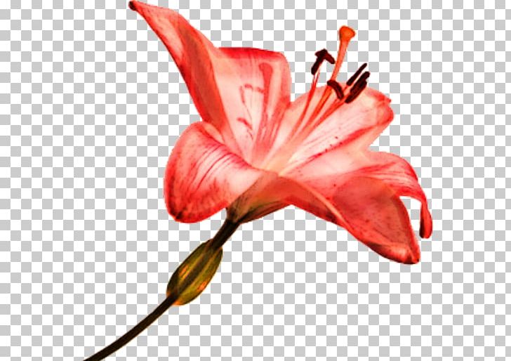 Stock Photography Lilium Flower PNG, Clipart, Blume, Cut Flowers, Download, Flora, Flower Free PNG Download