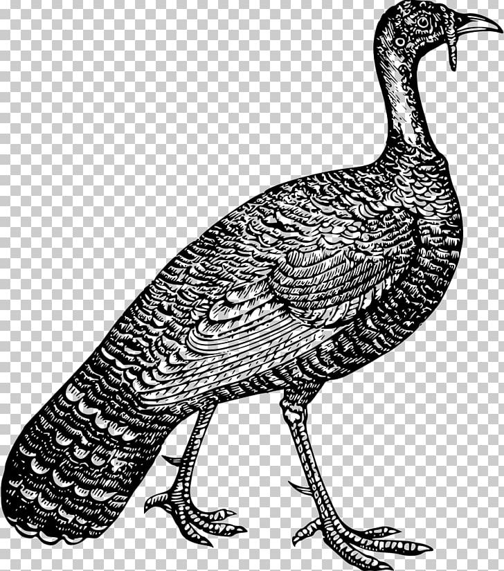 Turkey Plymouth Rock Chicken Poultry Farming Galliformes PNG, Clipart, Beak, Bird, Chicken, Domesticated Turkey, Farm Free PNG Download
