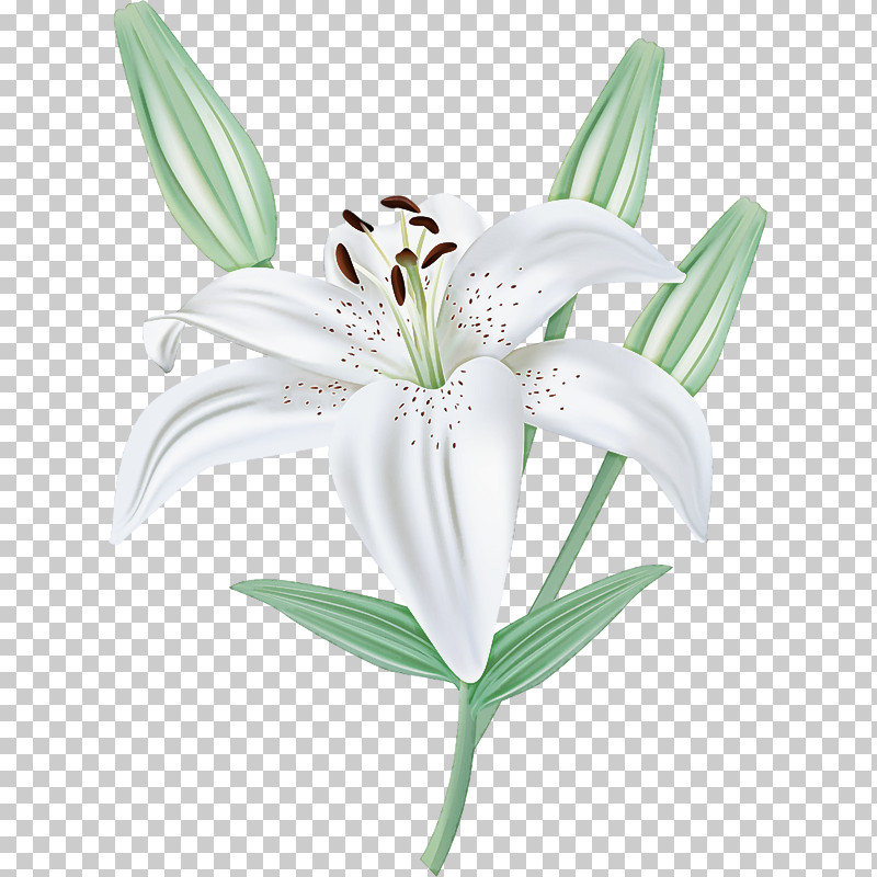 Flower Lily Plant Petal Stargazer Lily PNG, Clipart, Amaryllis Belladonna, Amaryllis Family, Crinum, Cut Flowers, Flower Free PNG Download