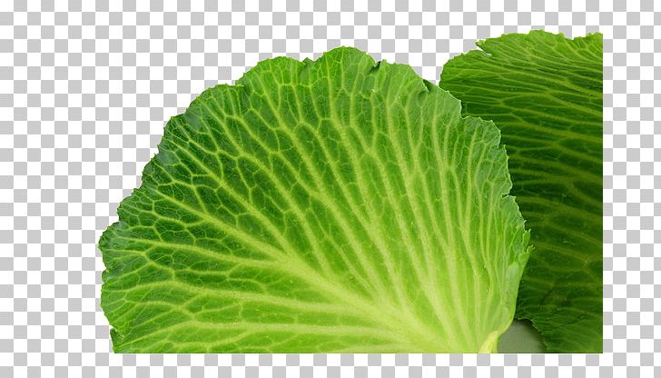 Cabbage Spring Greens Photography PNG, Clipart, Big Picture, Cabbage, Chinese Cabbage, Grass, Leaf Free PNG Download