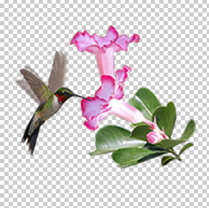 Hummingbird Current Gallery Rose PNG, Clipart, Animal, Animals, Art, Beak, Bird Free PNG Download