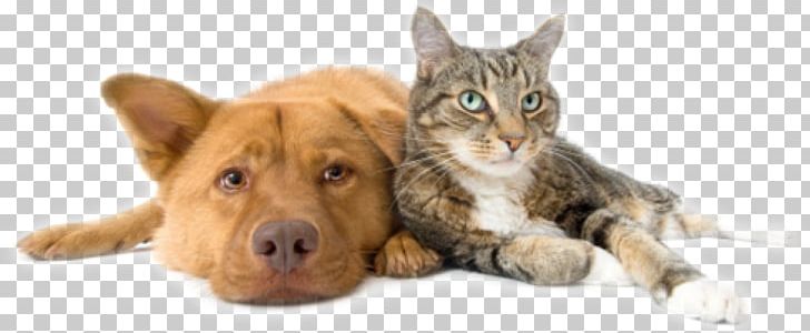 Dog Cat Pet Sitting Veterinarian PNG, Clipart, Animal, Animal Control And Welfare Service, Animal Loss, Animals, Animal Shelter Free PNG Download