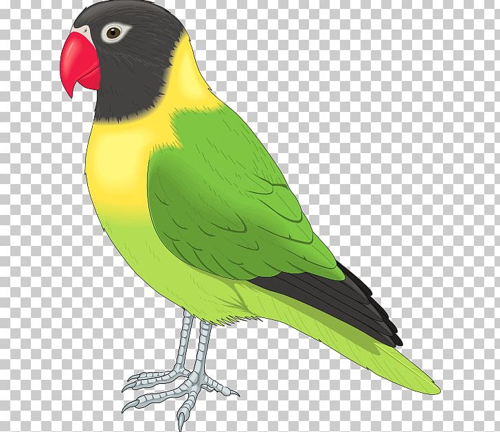 Lovebird Parrot PNG, Clipart, Beak, Bird, Blog, Clipart, Clip Art Free PNG Download