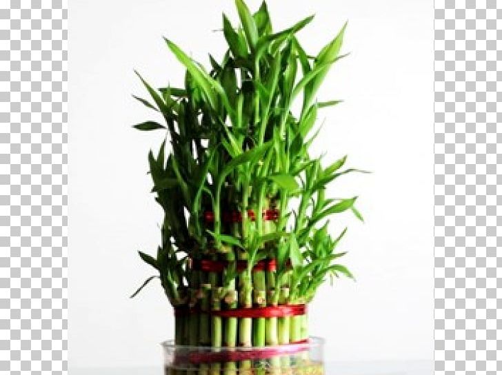 Lucky Bamboo Houseplant Flowerpot PNG, Clipart, Aloe Vera, Bamboo, Bonsai, Cactaceae, Flower Free PNG Download