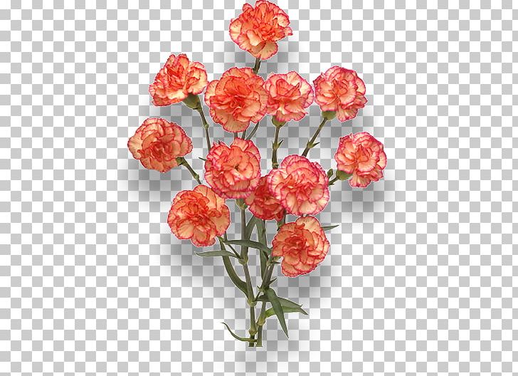 Carnation Cut Flowers Orange Red PNG, Clipart, Artificial Flower, Burgundy, Carnation, Cut Flowers, Dianthus Free PNG Download
