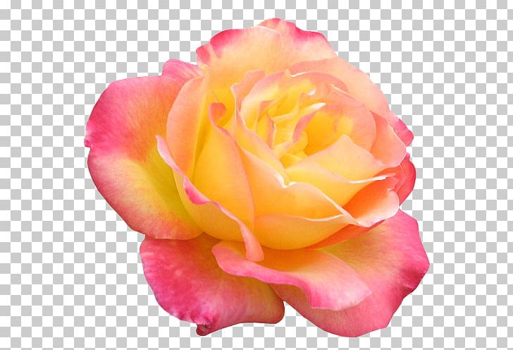 Garden Roses Flower Digital PNG, Clipart, Centifolia Roses, China Rose, Closeup, Cut Flowers, Digital Image Free PNG Download