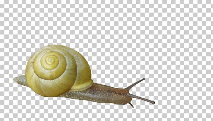 Snail Orthogastropoda Insect PNG, Clipart, Animal, Animals, Caracol, Cartoon, Cartoon Snail Free PNG Download