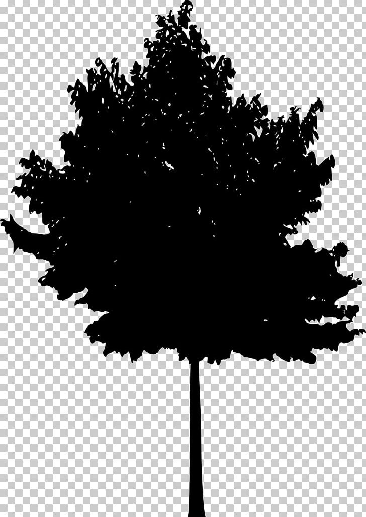 Tree Woody Plant Silhouette PNG, Clipart, Black And White, Branch, Conifer, Conifers, Deciduous Free PNG Download
