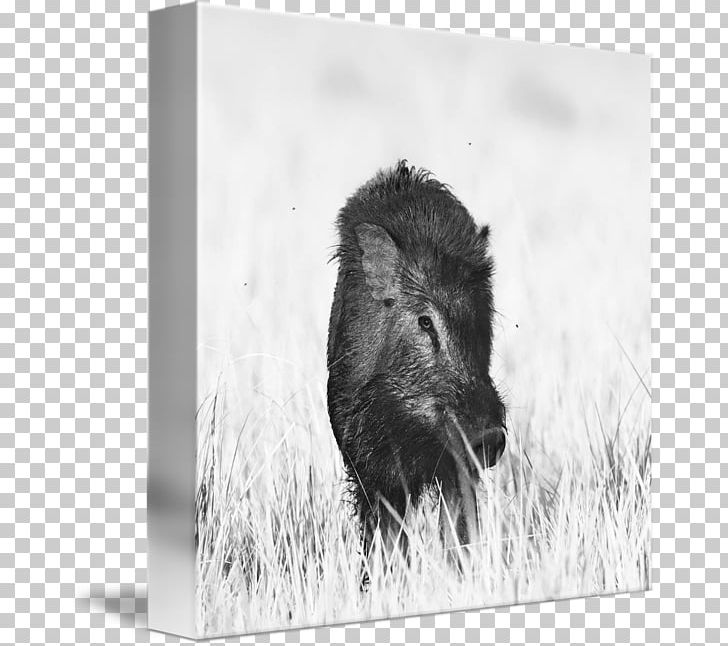 Wild Boar Peccary Bison Cattle Black And White PNG, Clipart, Animal, Animals, Bison, Black And White, Boar Free PNG Download