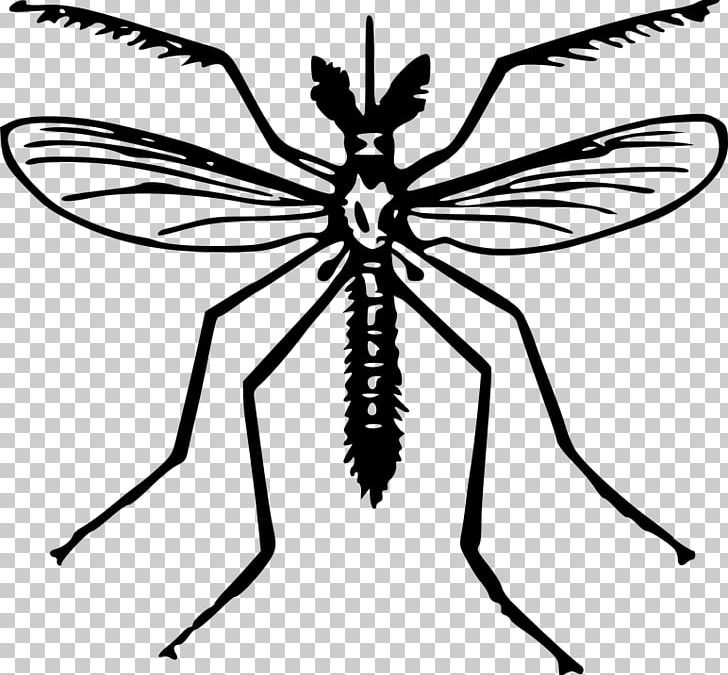 Yellow Fever Mosquito Insect PNG, Clipart, Arthropod, Artwork, Black And White, Desktop Wallpaper, Drawing Free PNG Download