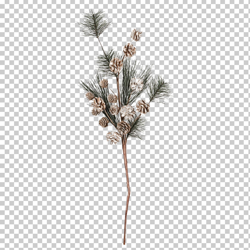 Plants Pine Twig Conifers Grasses PNG, Clipart, Biology, Conifers, Grasses, Paint, Pine Free PNG Download
