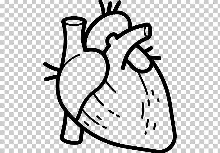 Anatomy Heart Computer Icons Organ Human Body PNG, Clipart, Anatomy, Aorta, Artery, Artwork, Black And White Free PNG Download