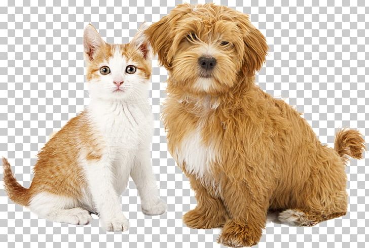 Cat Dog Puppy Kitten Pet Sitting PNG, Clipart, Animals, Carnivoran, Cat, Cat Like Mammal, Cavapoo Free PNG Download