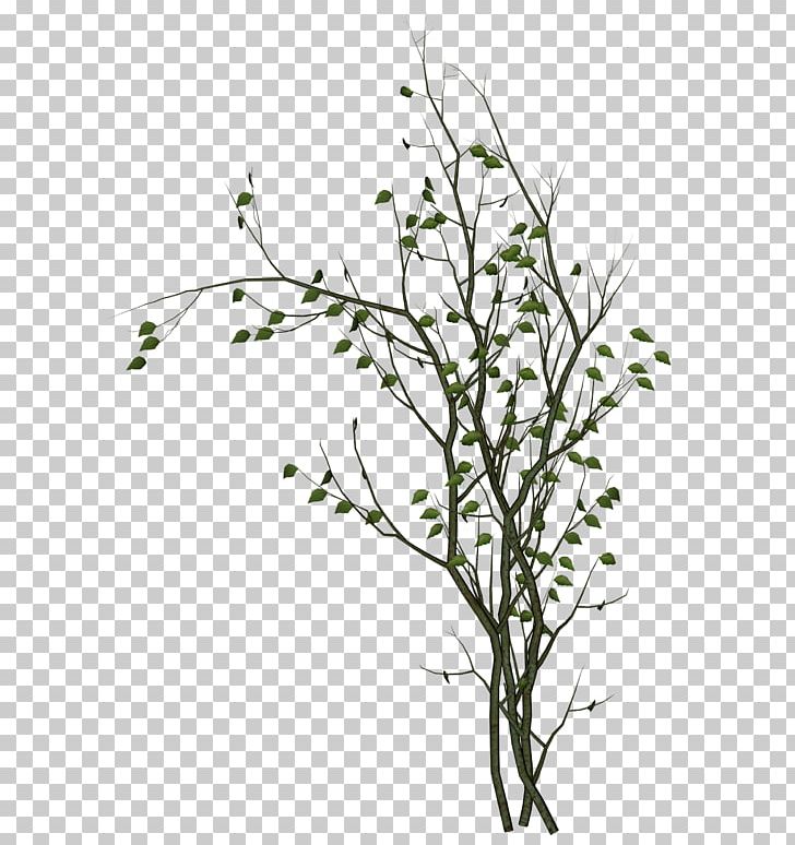 Leaf Branch Others PNG, Clipart, Autumn, Beyaz Cicekler, Black And White, Branch, Branches Free PNG Download