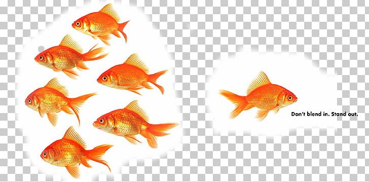 Persuasion In Society Leadership Psychology Management Business PNG, Clipart, Bony Fish, Business, Feeder Fish, Fish, Goldfish Free PNG Download
