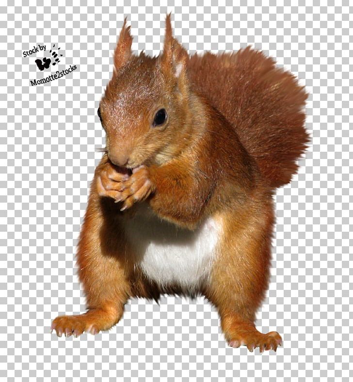 Squirrel Rodent Chipmunk PNG, Clipart, Animal, Animals, Chipmunk, Computer Graphics, Fauna Free PNG Download