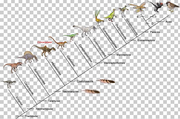 Evolution Of Birds Dinosaur Giganotosaurus Microraptor PNG, Clipart, Abiogenesis, Angle, Animal, Animals, Area Free PNG Download