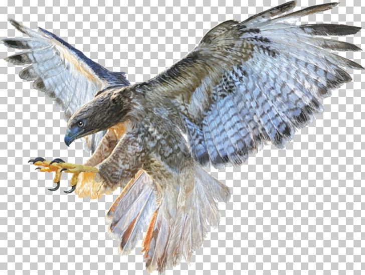 Falcon Bald Eagle Stock Photography Drawing PNG, Clipart, Accipitriformes, Alamy, Animals, Bald Eagle, Beak Free PNG Download