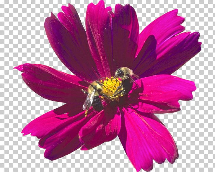 Garden Cosmos Chrysanthemum Cut Flowers Annual Plant Petal PNG, Clipart, Annual Plant, Aster, Chrysanthemum, Chrysanths, Cosmos Free PNG Download