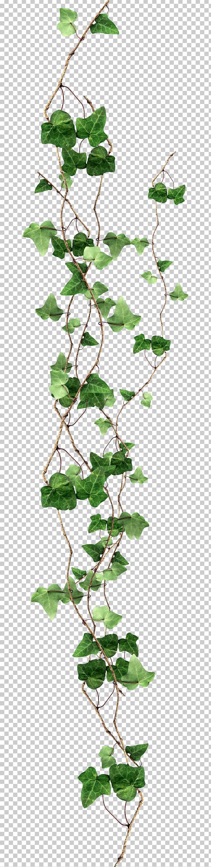 Ivy PNG, Clipart, Balcony, Branch, Chart, Computer Graphics, Computer Icons Free PNG Download