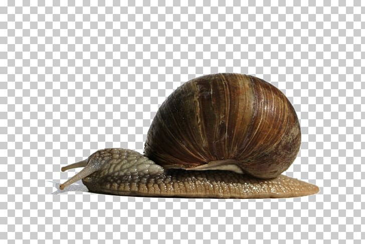 Snail Insect PNG, Clipart, Animal, Animals, Brown, Download, Horn Free PNG Download