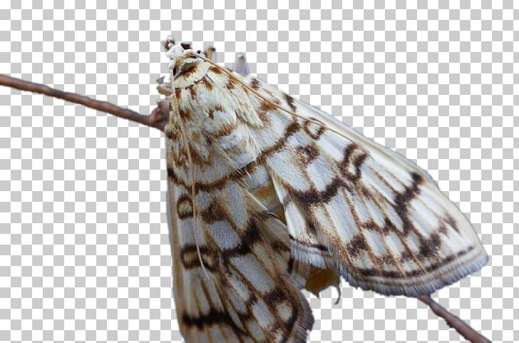 Milkweed Butterfly Bombycidae Moth PNG, Clipart, Animal, Arthropod, Beautiful, Beautiful Girl, Beauty Free PNG Download