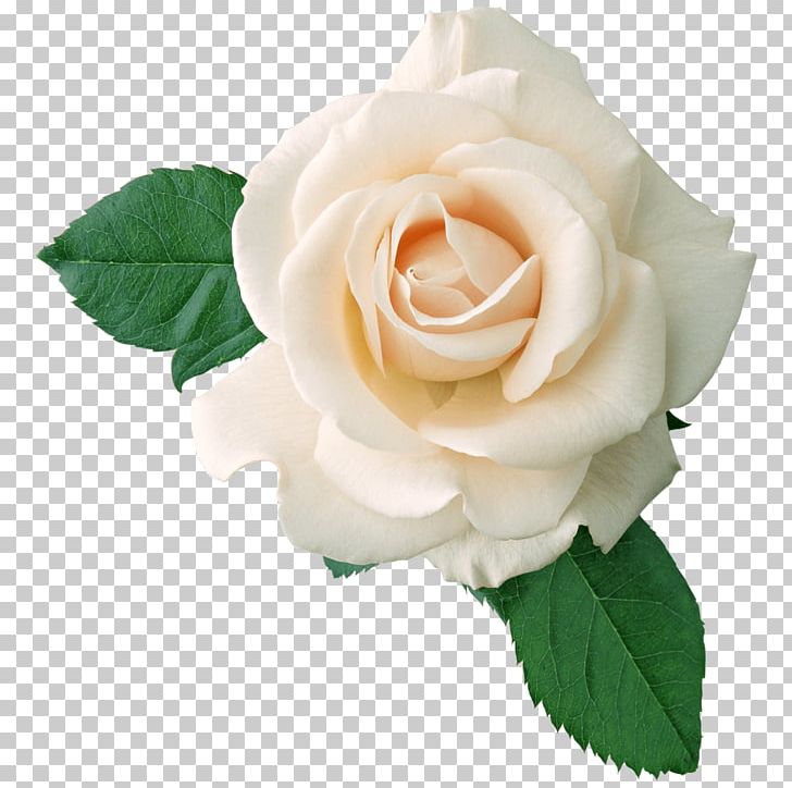 Rose PNG, Clipart, Cut Flowers, Download, Floribunda, Floristry, Flower Free PNG Download