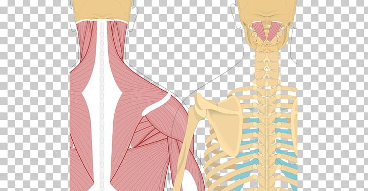 Splenius Capitis Muscle Splenius Muscles Semispinalis Capitis Splenius Cervicis Muscle Rectus Capitis Posterior Major Muscle PNG, Clipart, Anatomy, Arm, Hand, Others, Pink Free PNG Download
